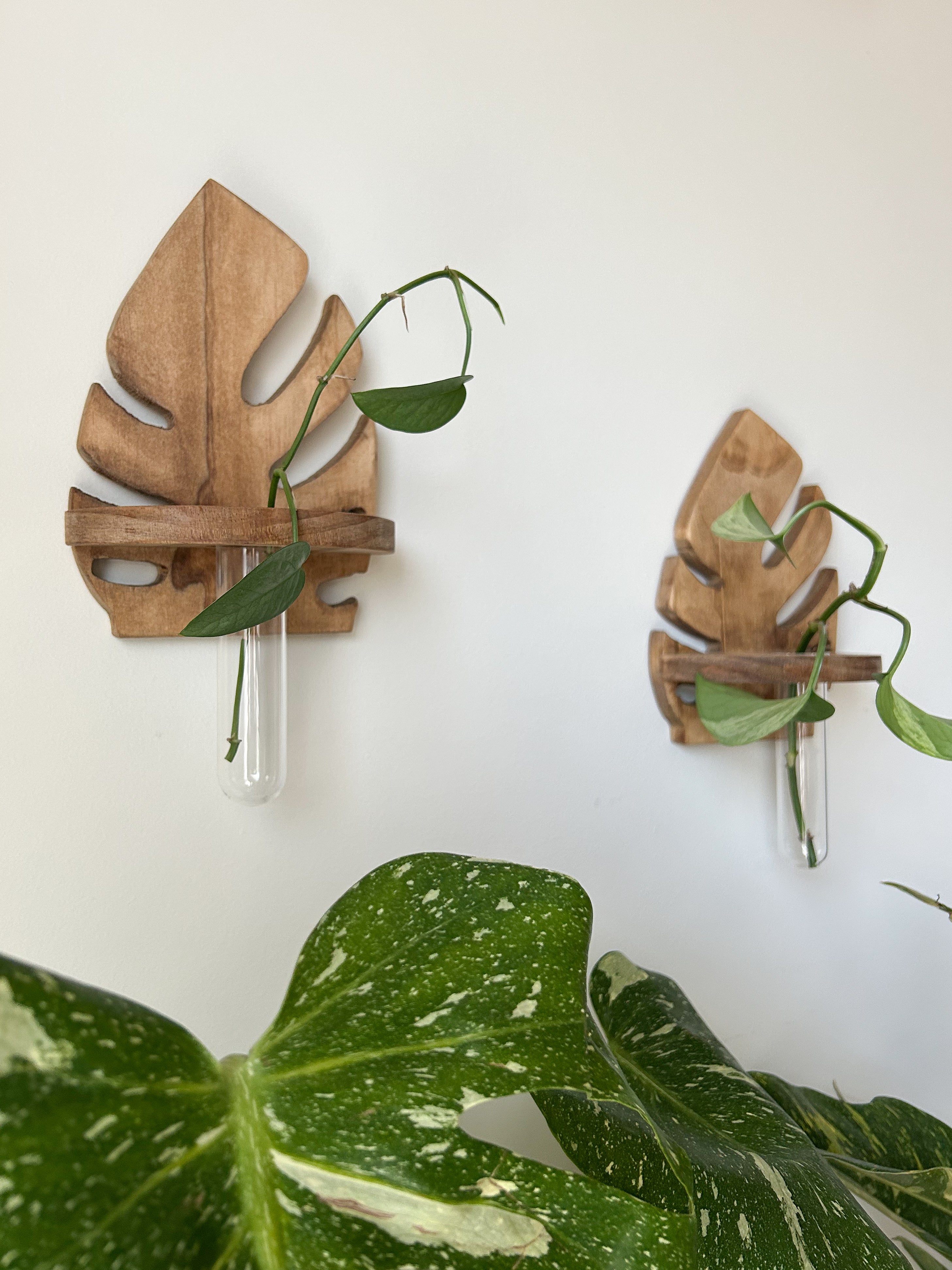 Wooden Wall Propagation- Light