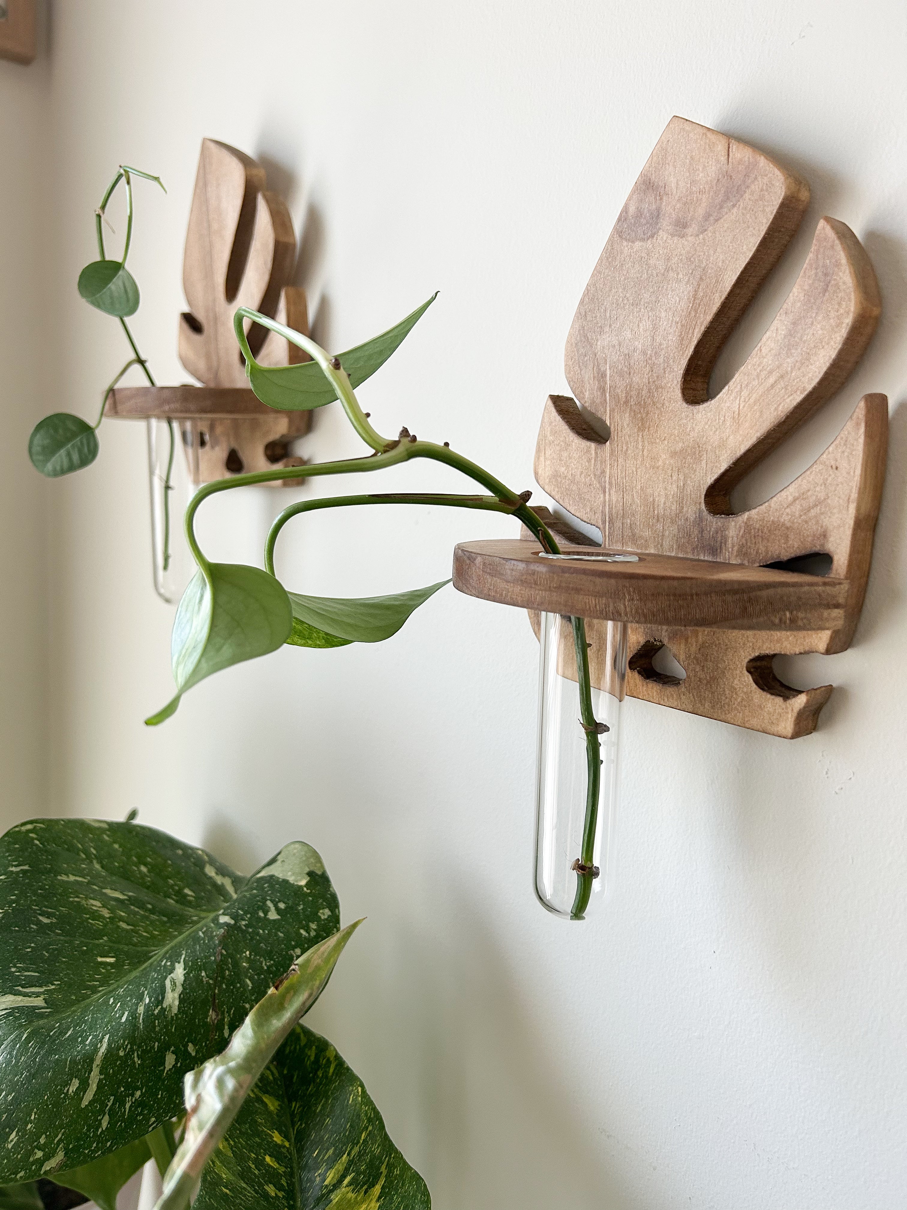 Wooden Wall Propagation- Light