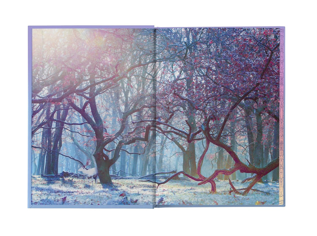 The Sun and the Starker (Hardcover)